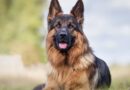 ‘Neighbour demands my dogs go so kids can play in my yard’