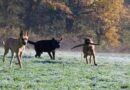 Dog trainer names popular dog breed he'd never want as family pet