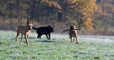 Dog trainer names popular dog breed he'd never want as family pet