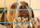 ‘Unwanted’ dog spends 200 days lonely as he sees other pets get homed