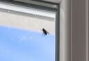 Flies ‘will avoid your home’ with 22p fruit at window
