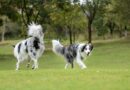 Rescue dog’s reunion with brother will leave you in tears