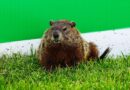Canadian GP’s groundhog problem explained after Alex Albon crash | F1 | Sport