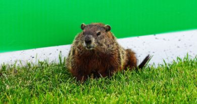 Canadian GP’s groundhog problem explained after Alex Albon crash | F1 | Sport