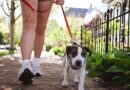 Vet urges dog owners to carry bandanas on walks during heatwave