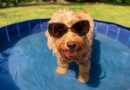 RSPCA tells dog owners ‘don’t do this’ during heatwave