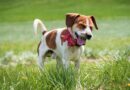 ‘I’m a vet and here’s 5 home allergy remedies for your dog’