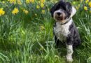 Dog owners urged to keep pets away from 1 danger in heat