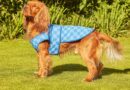 How to keep dogs cool in the heat with £14 ‘game-changer’