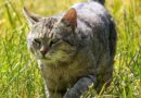 RSPCA issues ‘sunburn and skin cancer’ alert to pet owners in the UK RSPCA issues ‘sunburn and skin cancer’ alert to pet owners in the UK