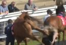 Horrifying moment racehorse violently kicks female trainer in head | Racing | Sport