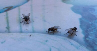 ‘Keep flies out of paddling pools’ with ‘genius’ 20p trick ‘Keep flies out of paddling pools’ with ‘genius’ 20p trick
