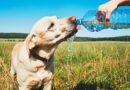 Five ways to keep your pet cool in heatwave – including 7-second test