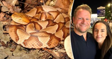 Mayor recounts ordeal after wife bitten by copperhead snake: ‘Excruciating pain’