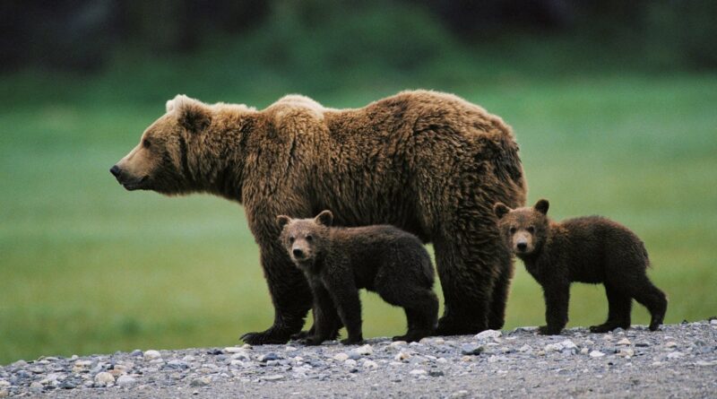 Man killed by mother bear with her cub in rare attack in Bulgaria