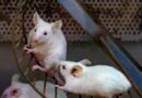 Exercise may flush brain waste linked to Alzheimer’s, Penn State finds