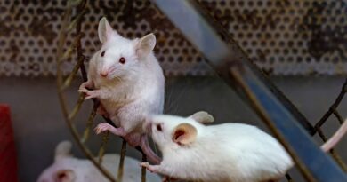 Exercise may flush brain waste linked to Alzheimer’s, Penn State finds