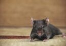 Everyday places hantavirus can hide in your home and yard, experts say