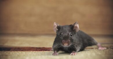 Everyday places hantavirus can hide in your home and yard, experts say