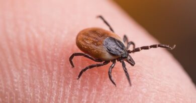 Tick bite ER visits hit highest seasonal level amid Lyme disease surge