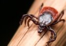 Controversial drugs to treat depression, tick bite ER visits, Pam Bondi’s diagnosis, and more in health