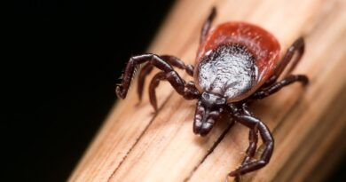 Controversial drugs to treat depression, tick bite ER visits, Pam Bondi’s diagnosis, and more in health