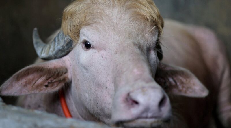 Albino buffalo dubbed “Donald Trump” for its familiar hairdo spared from Eid sacrifice in Bangladesh Albino buffalo dubbed “Donald Trump” for its familiar hairdo spared from Eid sacrifice in Bangladesh