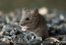 Hantavirus found at high levels in Pacific Northwest rodents, study finds