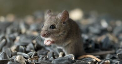 Hantavirus found at high levels in Pacific Northwest rodents, study finds