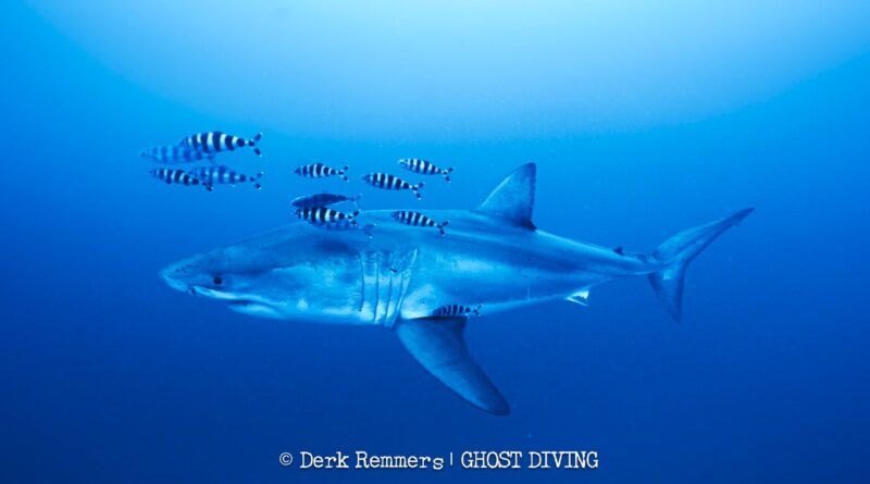 Great white shark captured on video in Mediterranean Sea in “insane” sighting