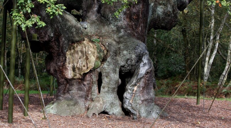 1,200-year-old Robin Hood oak tree in Sherwood Forest has died, group says: “Heartbreaking for everyone” 1,200-year-old Robin Hood oak tree in Sherwood Forest has died, group says: “Heartbreaking for everyone”