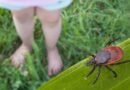 Dangerous tick-borne virus spreading to more Americans, experts warn