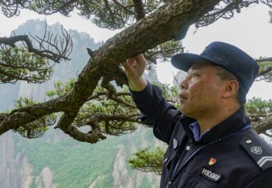 This 1,000-year-old pine tree’s protector fears changing weather patterns