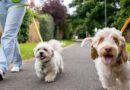 Rich family paying £50,000 for someone to look after their two dogs