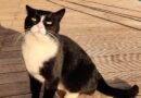 If you love cats, you can live for free on dreamy Greek island | UK | News