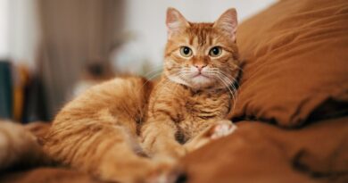 Experts say 1 habit could help cats live for much longer