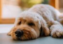 Dog owners warned that popular meat is ‘toxic’ for pets