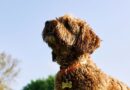 Why dogs spin around before going for a poo on walks | UK | News