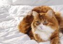 Cat owners discover what it means when pets sleep at your feet