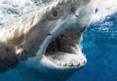 Terror as teen and boy have legs ripped off in two sharks attacks | World | News