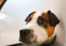 Vet shares what dogs think about before dying and it’s heartbreaking | UK | News
