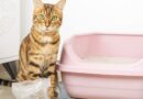 I’ve used over 10 cat litters for my pet—only one is worth the money I’ve used over 10 cat litters for my pet—only one is worth the money