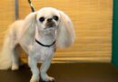 ‘I’m a vet and there’s 3 things I wish everyone knew about their dogs’