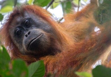World’s most endangered great ape fighting for survival years | World | News