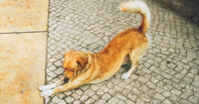 Vet shares sweet reason dogs do full-body stretch when you come home