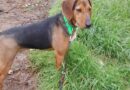 Adorable dog rejected by 13,000 people because he looks ‘too ordinary’