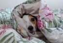 What dogs dream about according to expert – it’s good news for owners