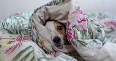 What dogs dream about according to expert – it’s good news for owners