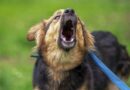 Vet explains what it means when your dog barks more than usual