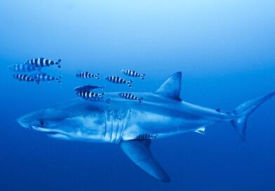 Divers’ ‘first ever’ Mediterranean Great White shark recording | World | News
